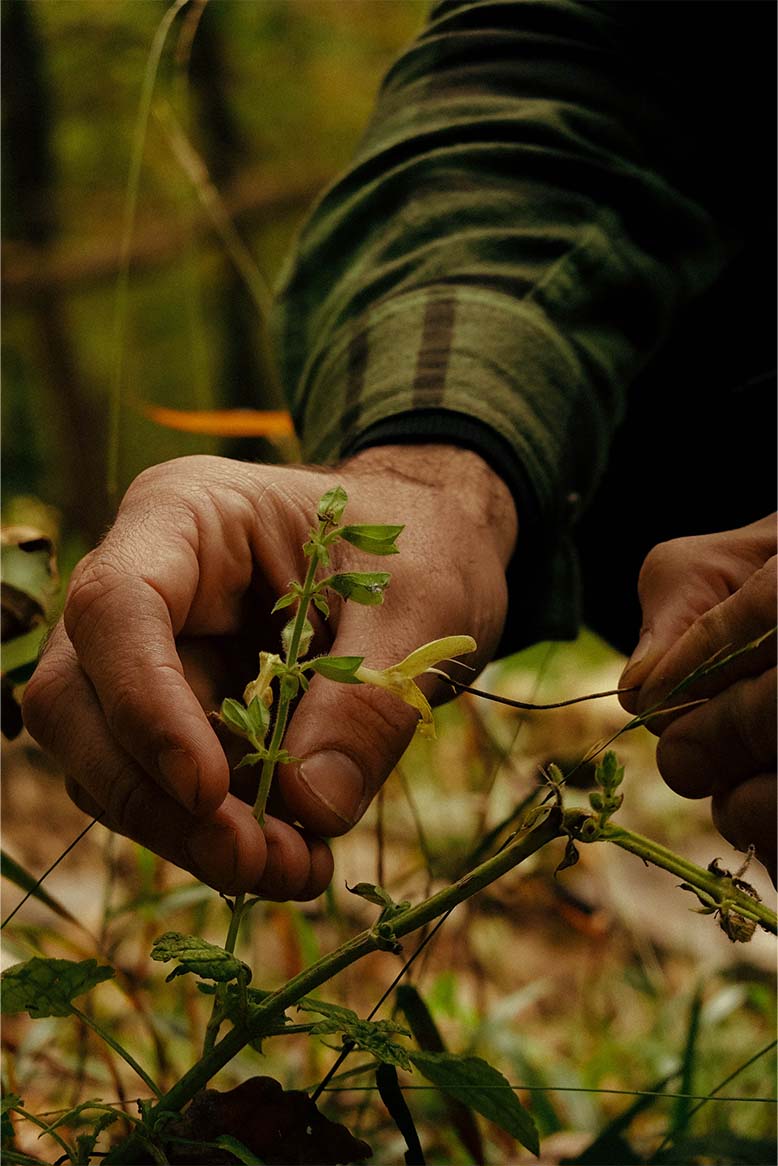 Ha senso, al giorno d’oggi, nutrirsi ancora di piante selvatiche?