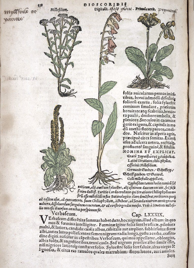 Piante emostatiche da primo soccorso diffuse in Italia