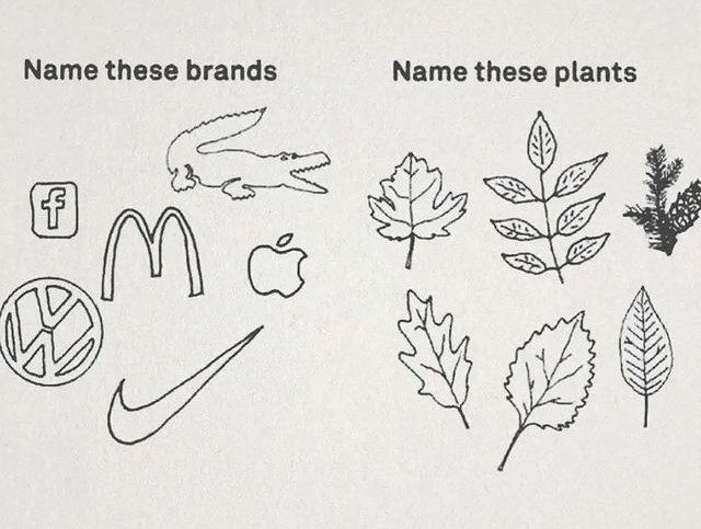 I veri maestri della chimica sono le piante