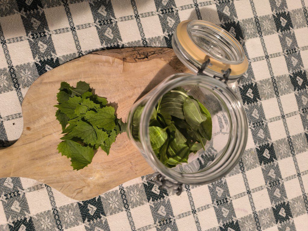 Ricette Wild: pesto di piantaggine e alliaria