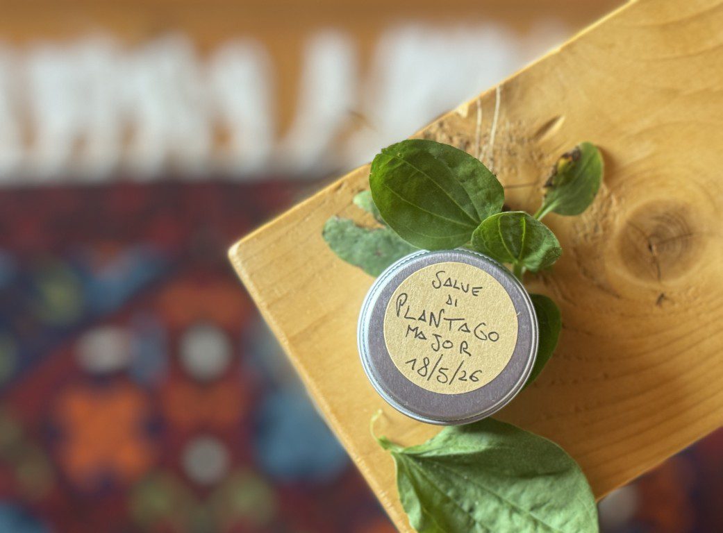Come preparare una salve di piantaggine